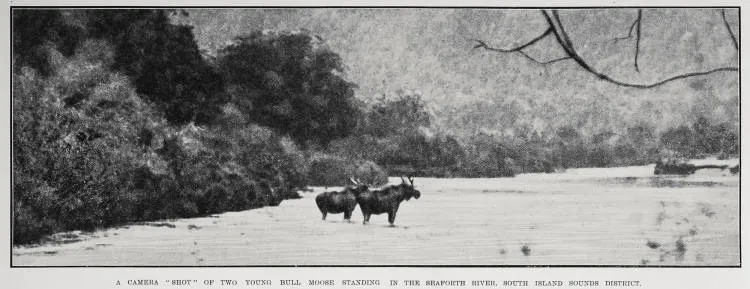 A camera 'shot' of two young bull moose standing in the Seaforth River, South Island sounds district