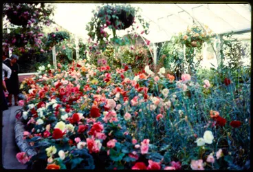 Image: Winter Garden Glasshouse, Dunedin Botanic Gardens, 1966