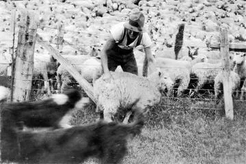 Working with sheep at 'Awarua'