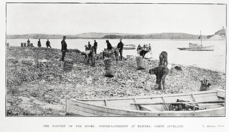 The harvest of the rocks: oyster-gathering at Kaipara, North Auckland
