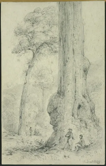 Image: Swainson, William, 1789-1855 :Rata, 12 January, 1849