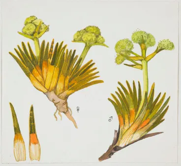 Image: Apiaceae - Aciphylla simplex