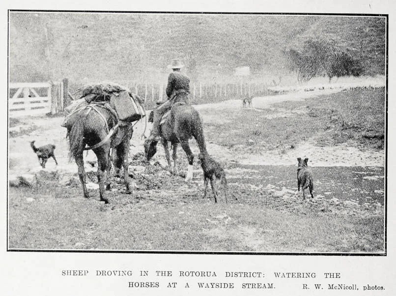 Sheep droving in the Rotorua district: watering the horses at a wayside stream