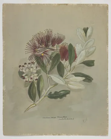 Image: Harris, Emily Cumming, 1837-1925: Metrosideros tomentosa (pohutukawa). [1890s?]