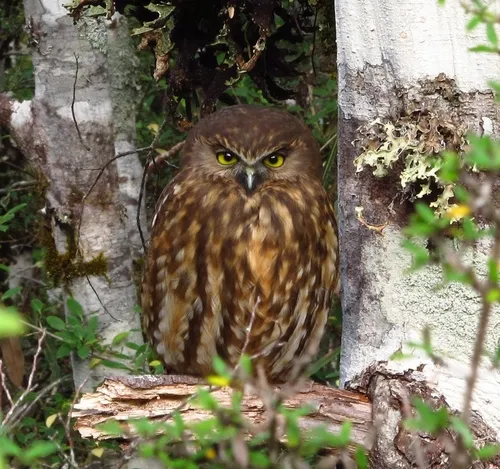 Morepork