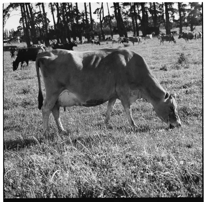 Dairy cows, and, a house in an unidentified location