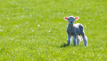 Image: Seasons (junior)