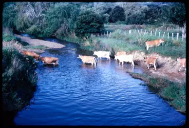 Image: Cows near Russell