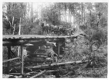 Image: Scene in bush at Patara, West Coast, with a bush railway and a horse drawn tram from the Stratford and Blair sawmill, ca 1904