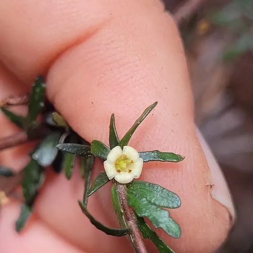 Pittosporum anomalum