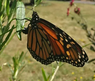 Image: Monarch