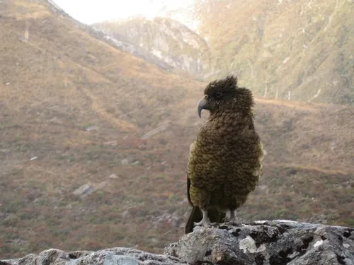 Kea