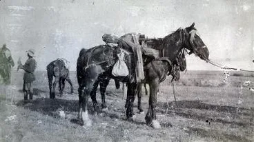 Image: Pack-horse and gun, Sinai : digital image