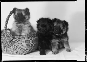 Image: Briggs, Puppies