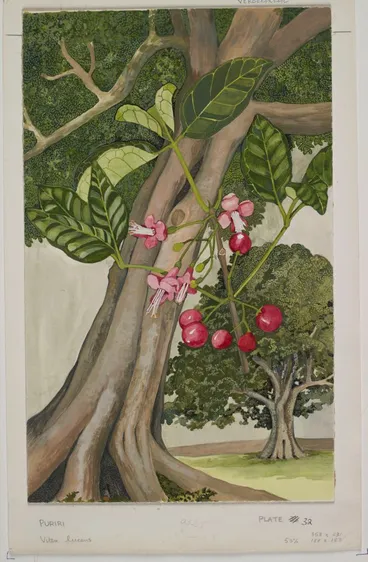 Image: Watercolour illustration of puriri (Vitex lucens), Plate 32 in 'New Zealand Native Trees 2'.