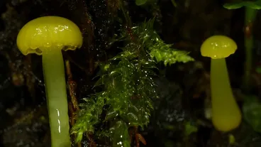 Gliophorus sulfureus Image: Gliophorus sulfureus