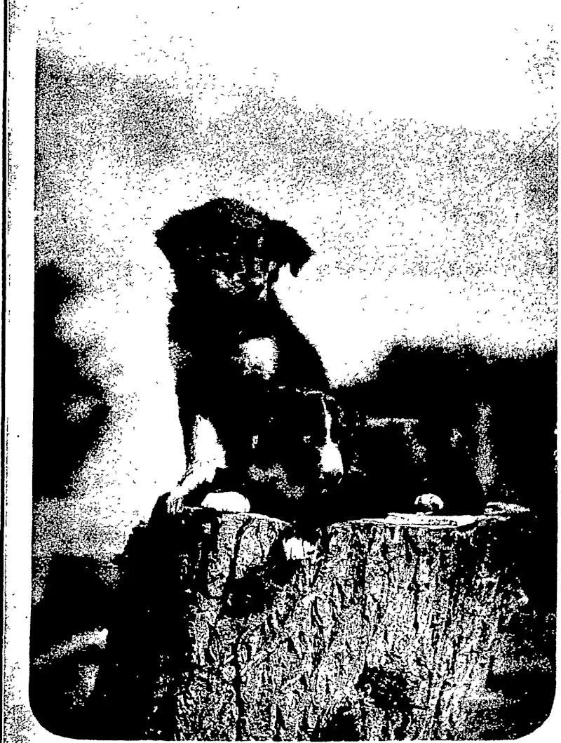 PUPPIES. (Otago Witness, 20 December 1905)