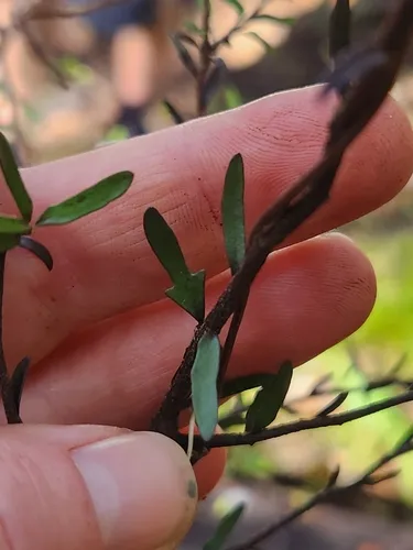 Pittosporum divaricatum