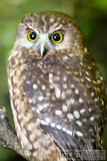 Image: Morepork