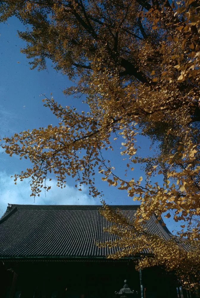 Japan series: foliage