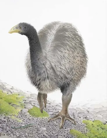 Image: The heavy-footed moa