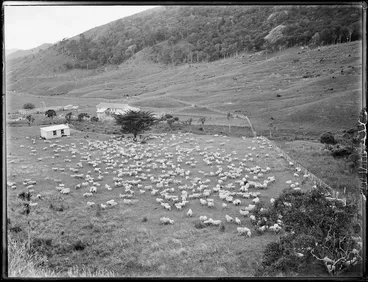 Image: Sheep farm, Northland