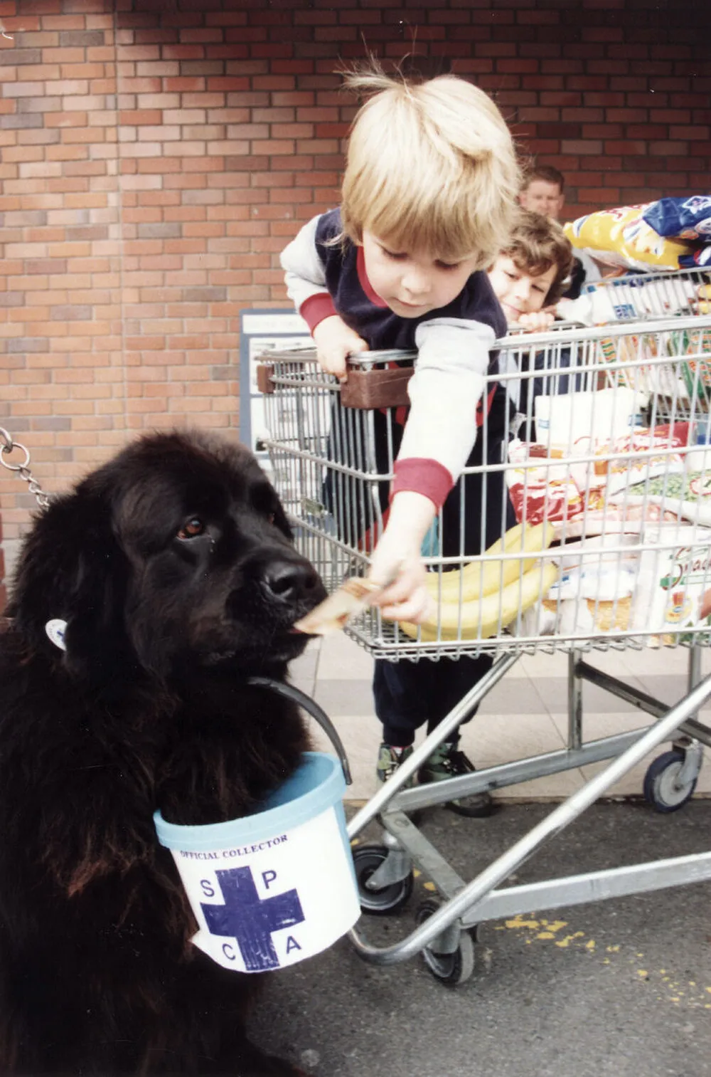 Newfoundland dog club; "Sheeba" raising money for the SPCA.