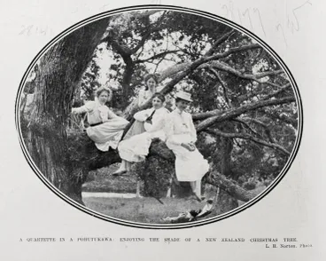 Image: A Quartette In A Pohutukawa