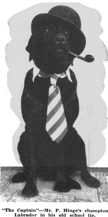 Image: “The Captain”—Mr. P. Hinge's champion Labrador in his old school tie
