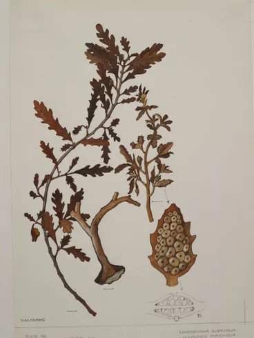 Image: Watercolour illustration of the Landsburgia algae, Plate 46 from 'Seaweeds of New Zealand'