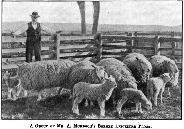 A Group Of Mr. A. Murdoch's Border Leicester Flock