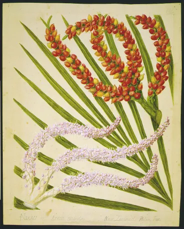 Image: Rhopalostylis sapida