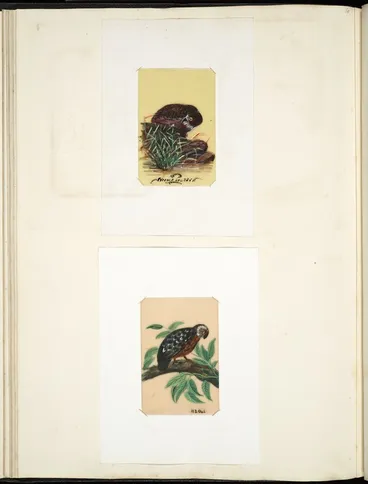 Image: Archibald Dudingston Willis (Firm) :Circus Gouldi. N.Z. owl. [ca 1885]