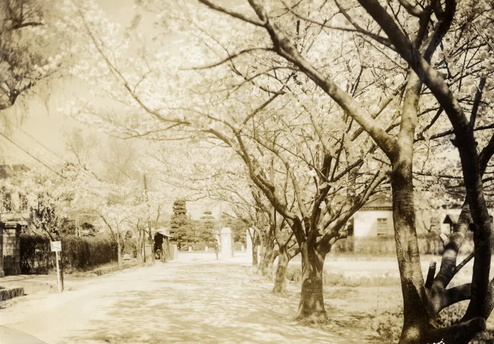 Military Service, World War II; Japan; cherry blossom.