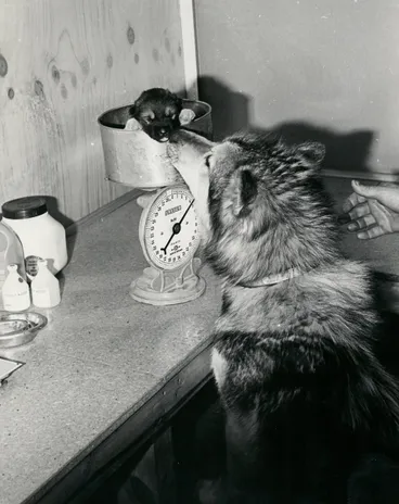 Image: Betty (Mum) watches as pup Nugis is weighed