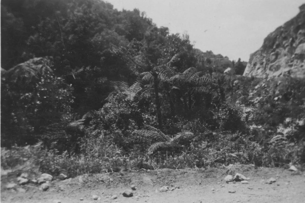 Kaimai road 1930