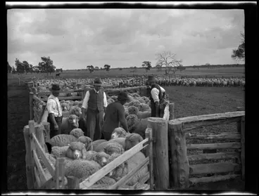 Image: Sheep in a pen