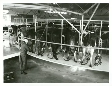 Image: Agriculture - Dairy Cattle - Milking