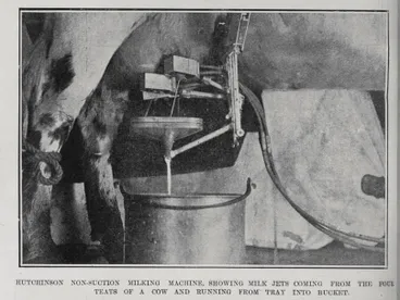 Image: Hutchinson non-suction milking machine showing milk jets coming from the four teats of a cow and running from tray into bucket