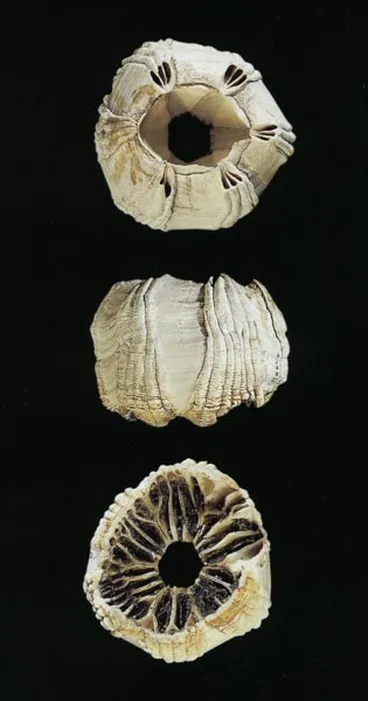 Whale barnacle Image: Whale barnacle