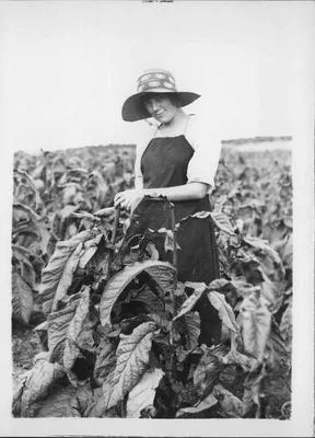 Tobacco growing at Riverhead.