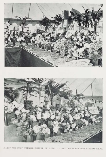 Image: D. Hay and Sons' splendid exhibit of roses at the Auckland Agricultural Show
