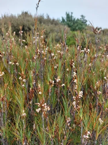 Dracophyllum filifolium