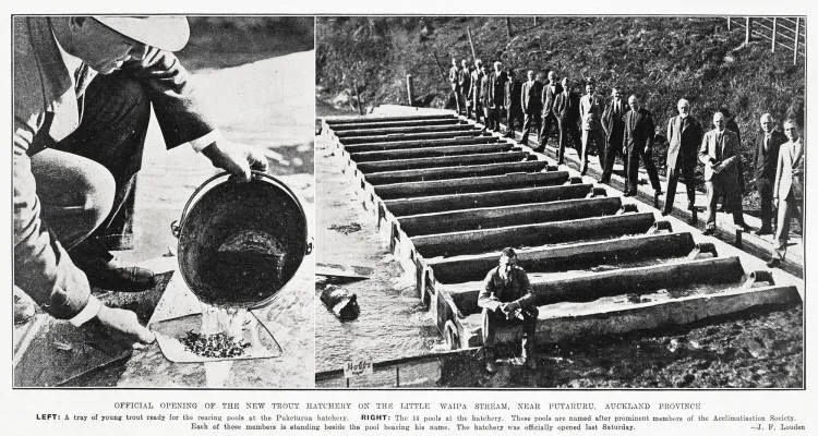 Official opening of the new trout hatchery on the Little Waipa Stream, near Putaruru, Auckland Province