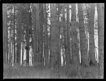 Image: Pine forest at Tokoroa