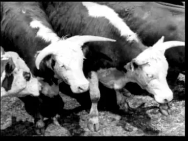 Image: These New Zealanders No. 6 - Gore (1964)