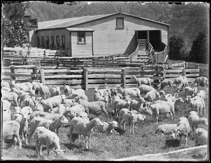 Shearing time at Mangatoi Station