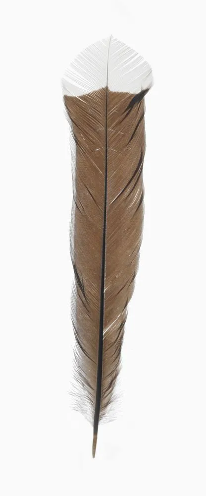 Kōtore huia (Huia bird tail feather/s)