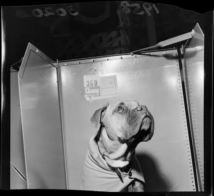 Boxer at the National Dog Show