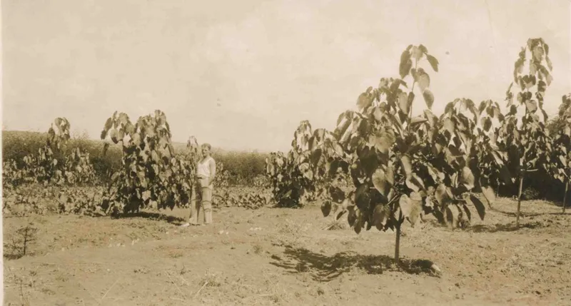 Tung Nut Oil Tree